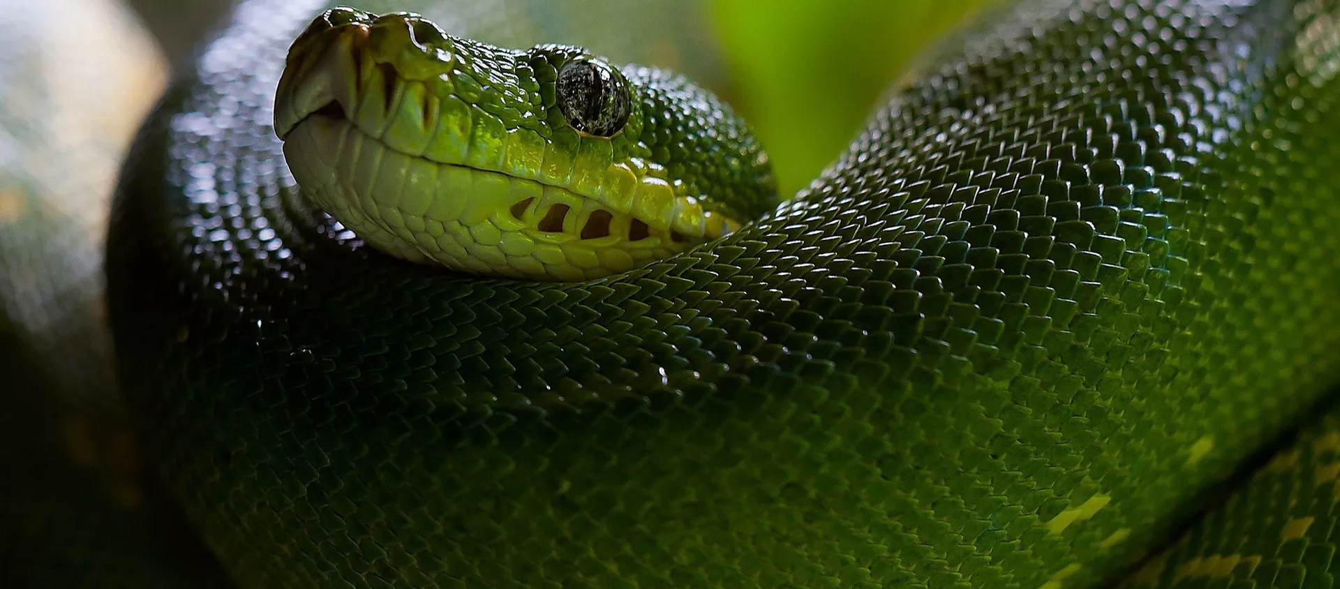 Una serpiente, imagen referencial Una serpiente, imagen referencial - Sputnik Mundo, 1920, 14.02.2020