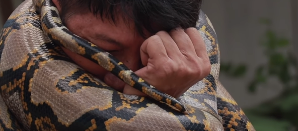 Cómo se puede escapar del abrazo mortal de una pitón Cómo se puede escapar del abrazo mortal de una pitón - Sputnik Mundo