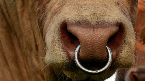 El hocico de un toro - Sputnik Mundo