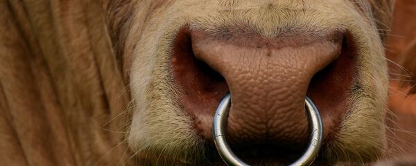 El hocico de un toro - Sputnik Mundo