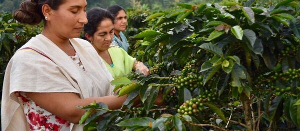 Excombatientes de las FARC colombianas impulsan proyecto de exportación de café orgánico - Sputnik Mundo