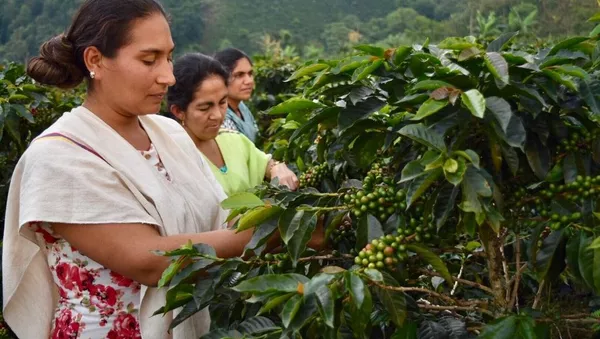 Excombatientes de las FARC colombianas impulsan proyecto de exportación de café orgánico