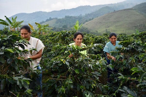 Un total de 45 excombatientes de FARC, así como miembros de la comunidad del municipio de Dolores (Tolima, centro-occidente), hacen parte de un ambicioso proyecto de exportación de café orgánico a Estados Unidos y varios países de Europa como parte del proceso de implementación de paz en Colombia. - Sputnik Mundo