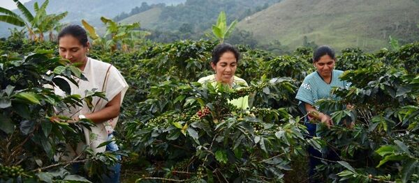 Un total de 45 excombatientes de FARC, así como miembros de la comunidad del municipio de Dolores (Tolima, centro-occidente), hacen parte de un ambicioso proyecto de exportación de café orgánico a Estados Unidos y varios países de Europa como parte del proceso de implementación de paz en Colombia. - Sputnik Mundo