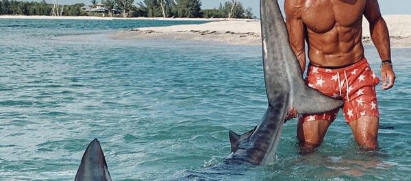 Elliot Sudal captura a un tiburón tigre - Sputnik Mundo