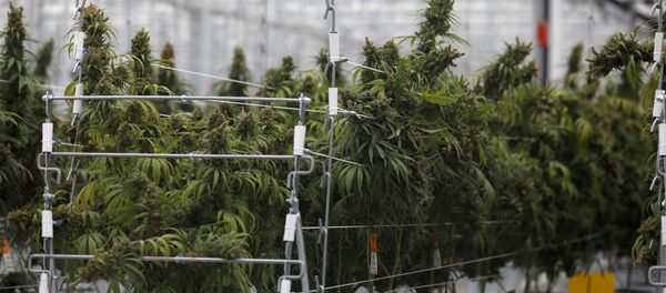 Una plantación de cannabis - Sputnik Mundo