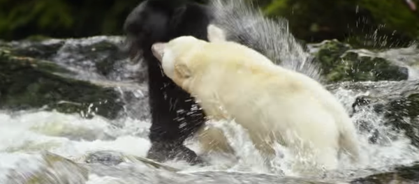 Una mamá osa protege su territorio del oportunista de turno - Sputnik Mundo