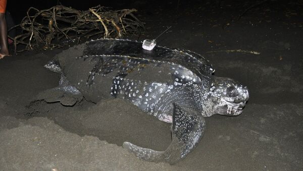 Una tortuga laúd siendo estudiada en la costa de Guinea Ecuatorial - Sputnik Mundo