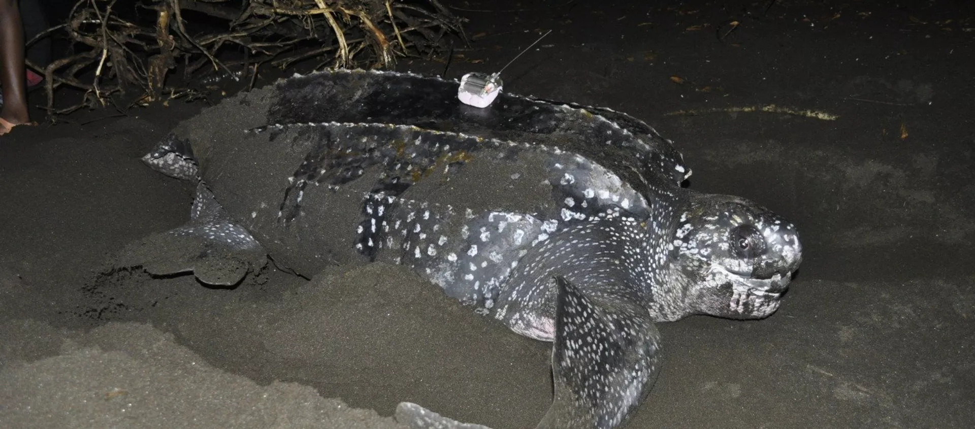 Una tortuga laúd siendo estudiada en la costa de Guinea Ecuatorial Una tortuga laúd siendo estudiada en la costa de Guinea Ecuatorial - Sputnik Mundo, 1920, 06.05.2019