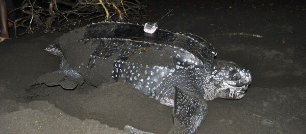 Una tortuga laúd siendo estudiada en la costa de Guinea Ecuatorial - Sputnik Mundo