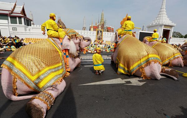 Desfile de elefantes en Bangkok, Tailandia - Sputnik Mundo