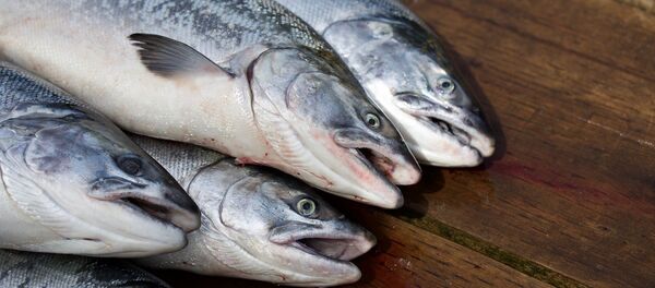 Salmones - Sputnik Mundo