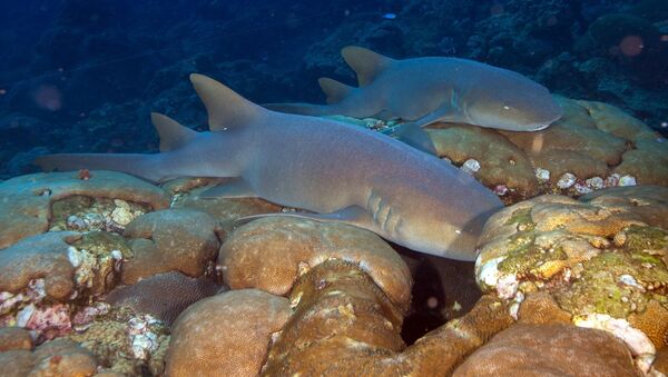 Tiburones nodriza, foto de archivo Tiburones nodriza, foto de archivo - Sputnik Mundo