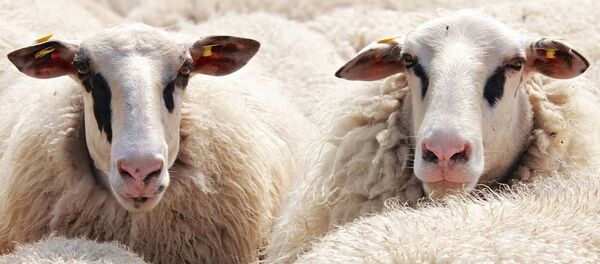 Unas ovejas, referencial - Sputnik Mundo