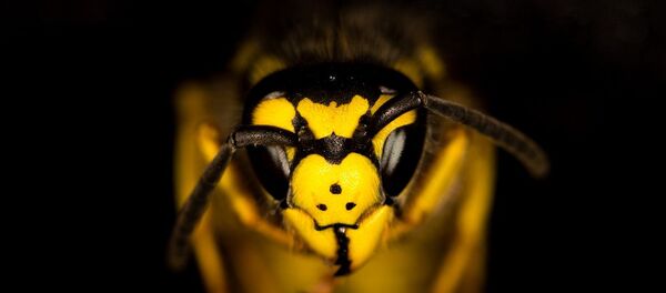 Una avispa, referencial - Sputnik Mundo
