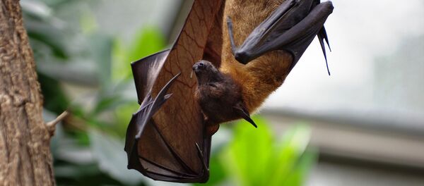 Un murciélago, imagen referencial - Sputnik Mundo