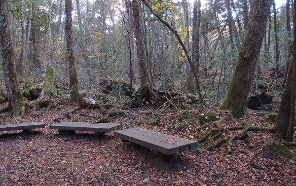 El bosque de Aokigahara El bosque de Aokigahara - Sputnik Mundo