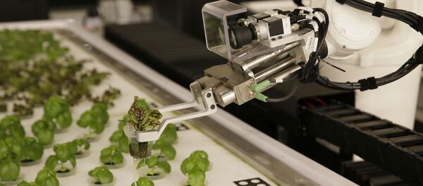 Robots plantan lechugas en California, EEUU - Sputnik Mundo