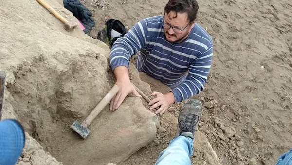 Hallazgo de fémur de perezoso terrestre gigante en Mar del Plata - Sputnik Mundo