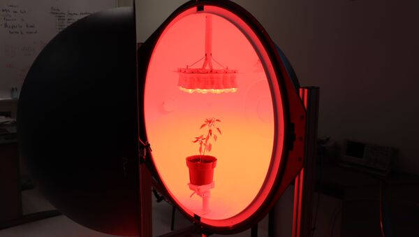 Gracias a esta investigación de científicos mexicanos, es posible que en un futuro en el espacio se puedan comer vegetales frescos - Sputnik Mundo