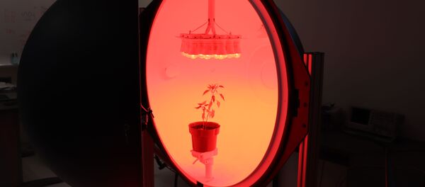 Gracias a esta investigación de científicos mexicanos, es posible que en un futuro en el espacio se puedan comer vegetales frescos - Sputnik Mundo