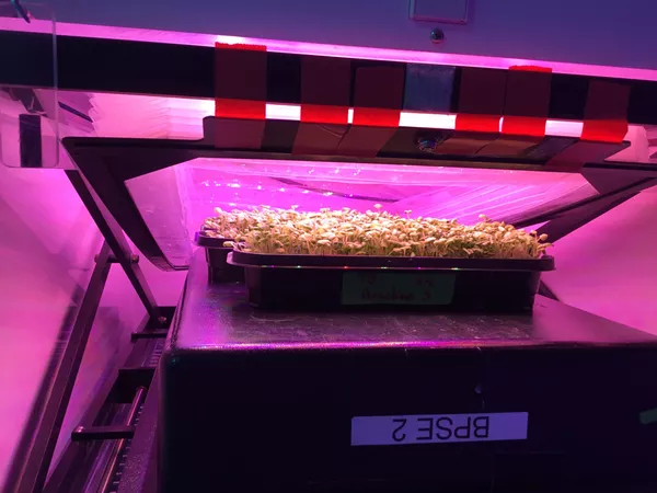 Las luces LED están en el centro de esta técnica que investigan mexicanos para plantar vegetales en el espacio Las luces LED están en el centro de esta técnica que investigan mexicanos para plantar vegetales en el espacio - Sputnik Mundo