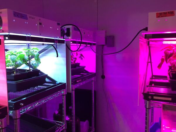 ¿Llegaremos en un futuro a ver lechugas hechas en Marte? - Sputnik Mundo