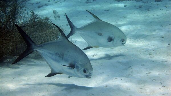 El fondo del océano - Sputnik Mundo