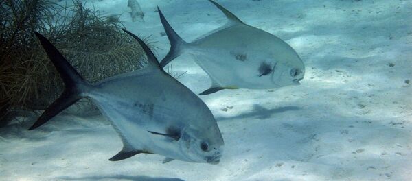 El fondo del océano - Sputnik Mundo