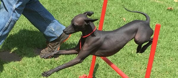 Un xoloitzcuintle criado en el santuario de Liubov Illinichna Prudkovskaya - Sputnik Mundo