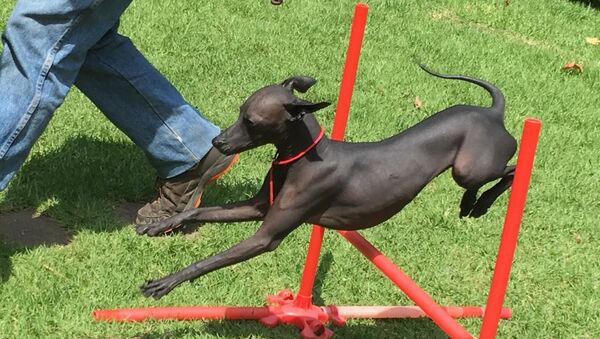 Un xoloitzcuintle criado en el santuario de Liubov Illinichna Prudkovskaya - Sputnik Mundo