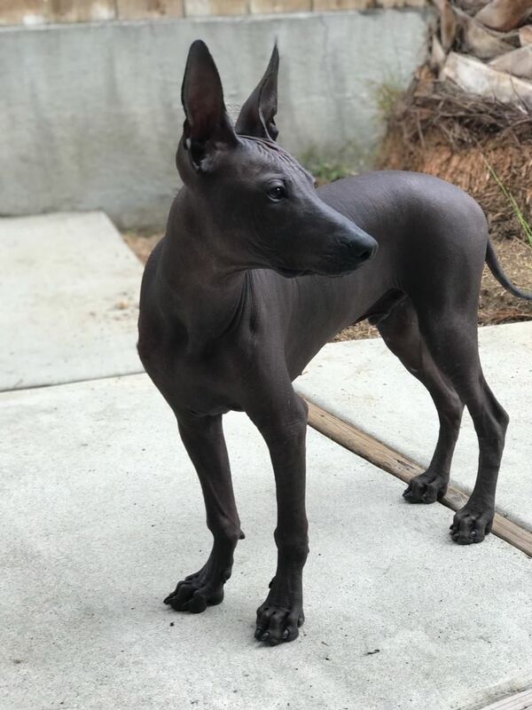 Xolo, el perro mexicano que cuida las almas de los muertos (fotos, vídeo) - Sputnik Mundo