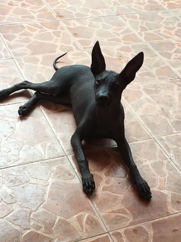 Xolo, el perro mexicano que cuida las almas de los muertos (fotos, vídeo) - Sputnik Mundo