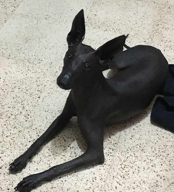 Xolo, el perro mexicano que cuida las almas de los muertos (fotos, vídeo) - Sputnik Mundo