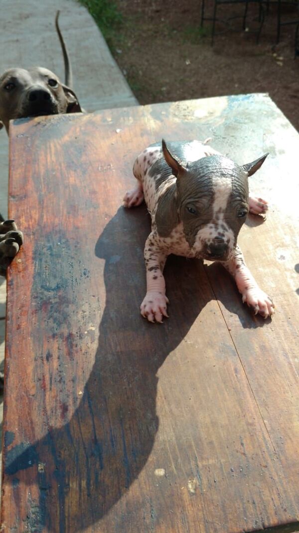 Xolo, el perro mexicano que cuida las almas de los muertos (fotos, vídeo) - Sputnik Mundo