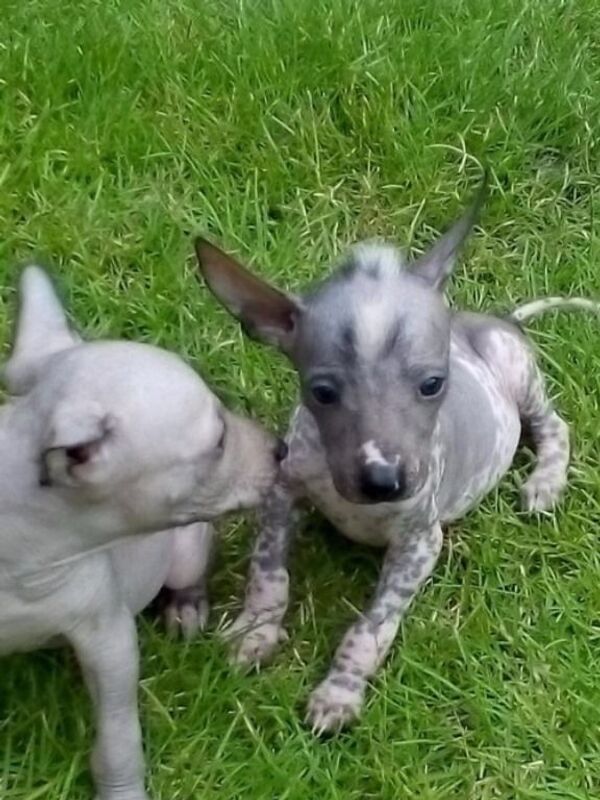 Xolo, el perro mexicano que cuida las almas de los muertos (fotos, vídeo) - Sputnik Mundo
