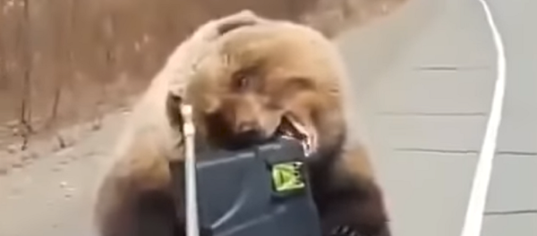 Solo en Rusia: un oso les roba una nevera a unos cazadores - Sputnik Mundo