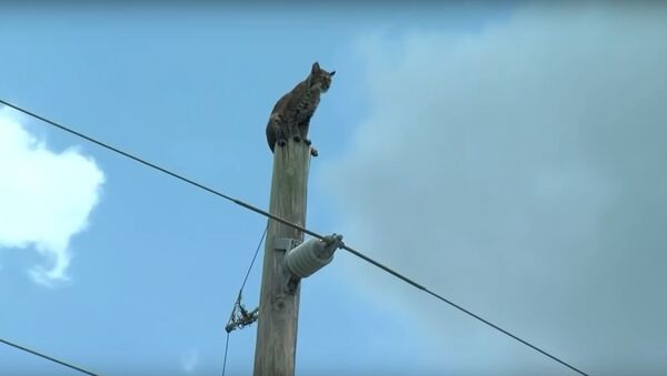 Lince atrapado sobre un poste - Sputnik Mundo