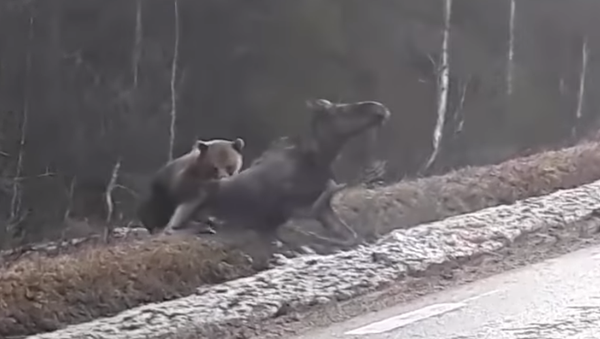 La ley de la selva es este oso cazando un alce - Sputnik Mundo