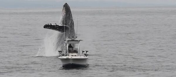 Ballena jorobada salta fuera del agua - Sputnik Mundo
