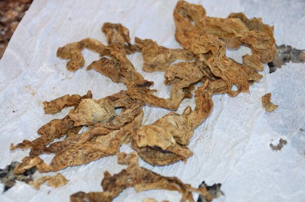 Impactante: una tortuga en peligro de extinción defeca basura al ser rescatada (vídeo) - Sputnik Mundo