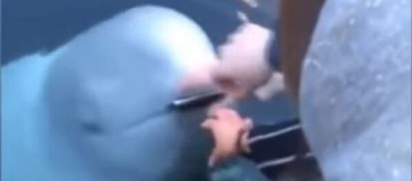 Una beluga devuelve un celular - Sputnik Mundo