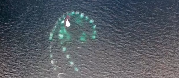 Burbujas mágicas: espectacular técnica de ballenas jorobadas - Sputnik Mundo