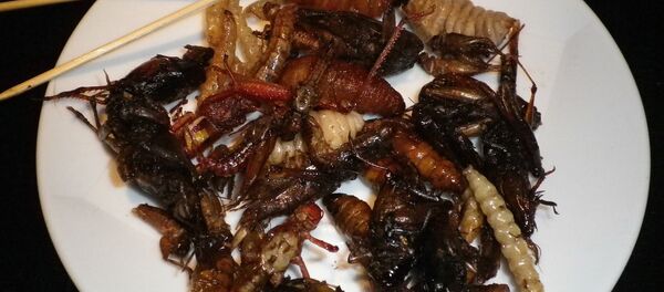 Los insectos comestibles - Sputnik Mundo