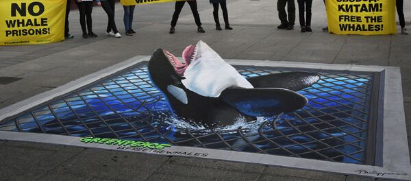 Los activistas reclaman libertad para las orcas en la bahía Srédnaya Los activistas reclaman libertad para las orcas en la bahía Srédnaya - Sputnik Mundo