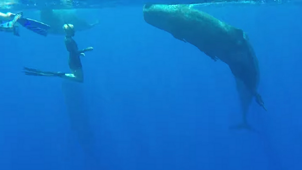 Diferentes pero iguales: una buceadora nada junto a una ballena gigante - Sputnik Mundo