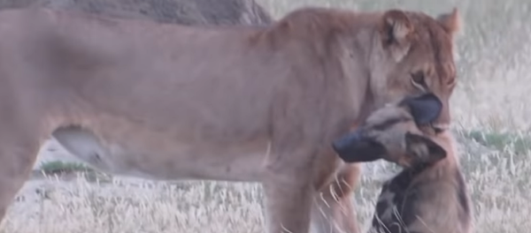 Un perro salvaje logra engañar a una leona... ¡haciéndose el muerto! - Sputnik Mundo