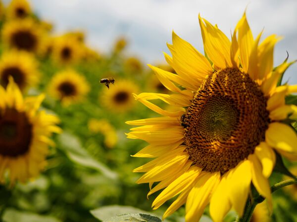 Una abeja en un campo de girasoles - Sputnik Mundo