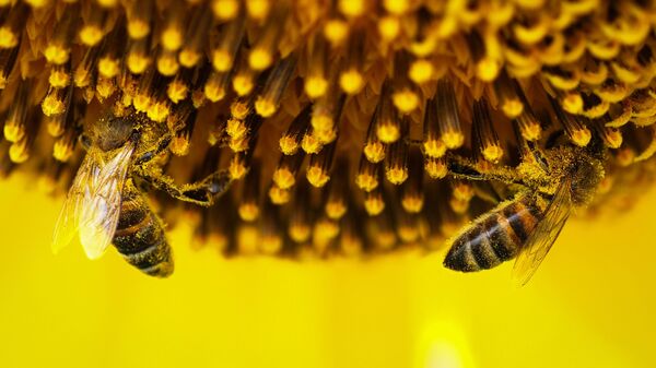 Abejas en un girasol - Sputnik Mundo