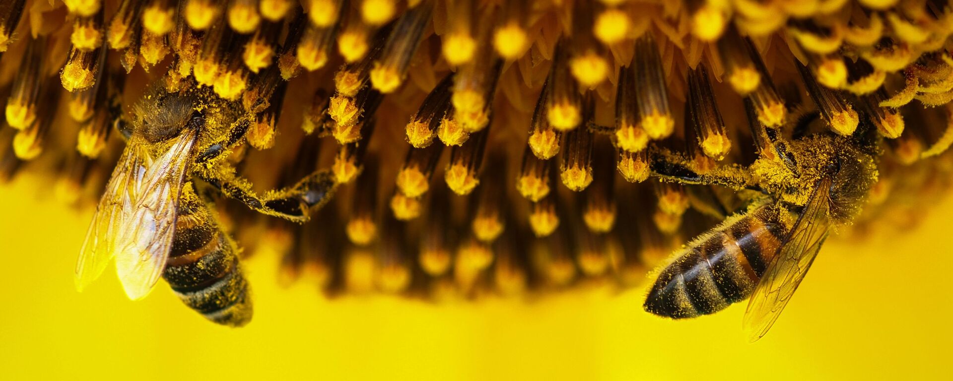 Abejas en un girasol - Sputnik Mundo, 1920, 15.02.2022